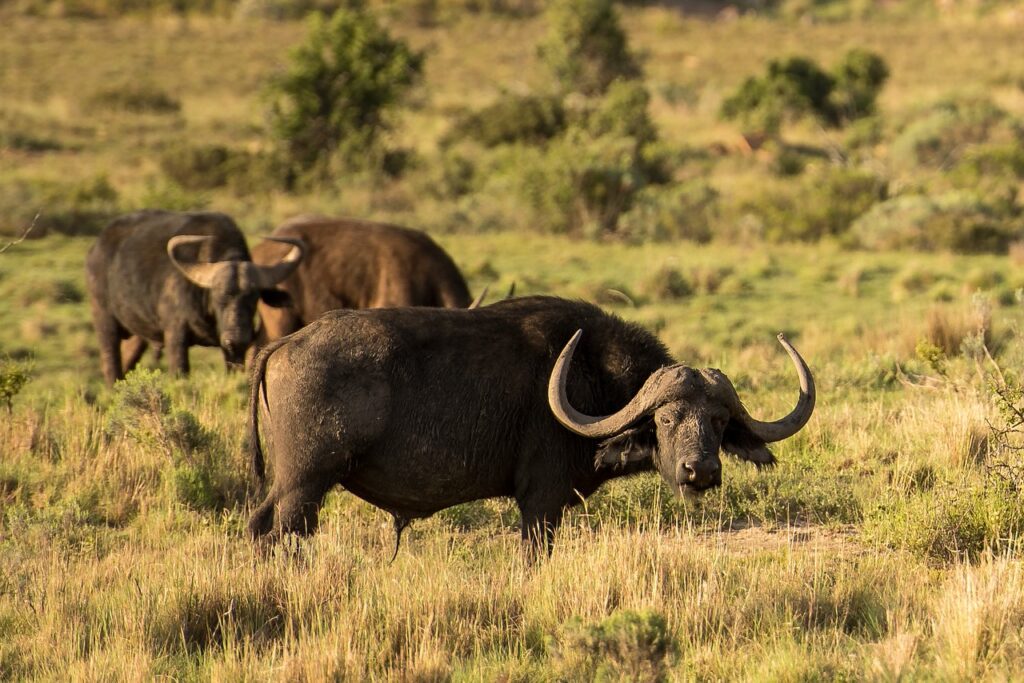 Buffalo Symbol Meaning In A Dream