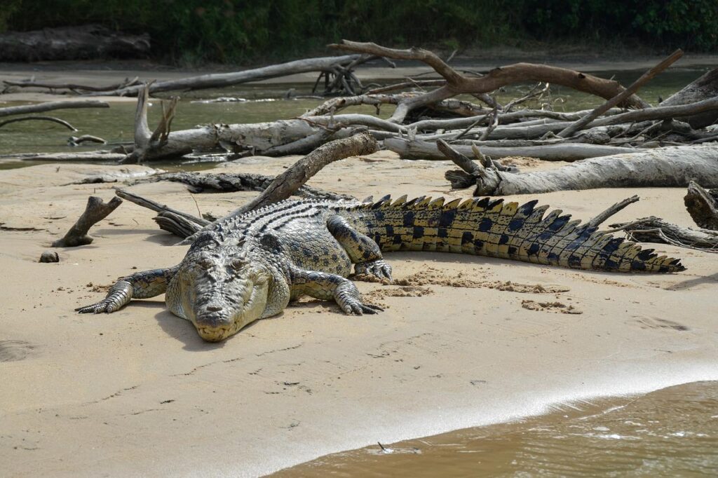 The Meaning Of A Crocodile In Dream