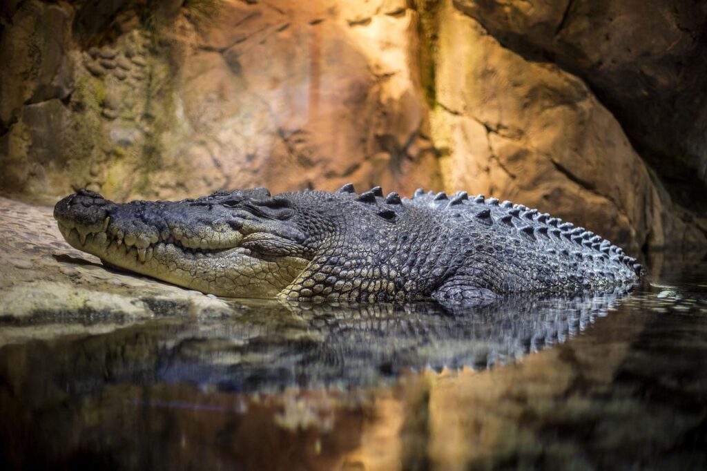 Crocodile In Dream And Interpretation