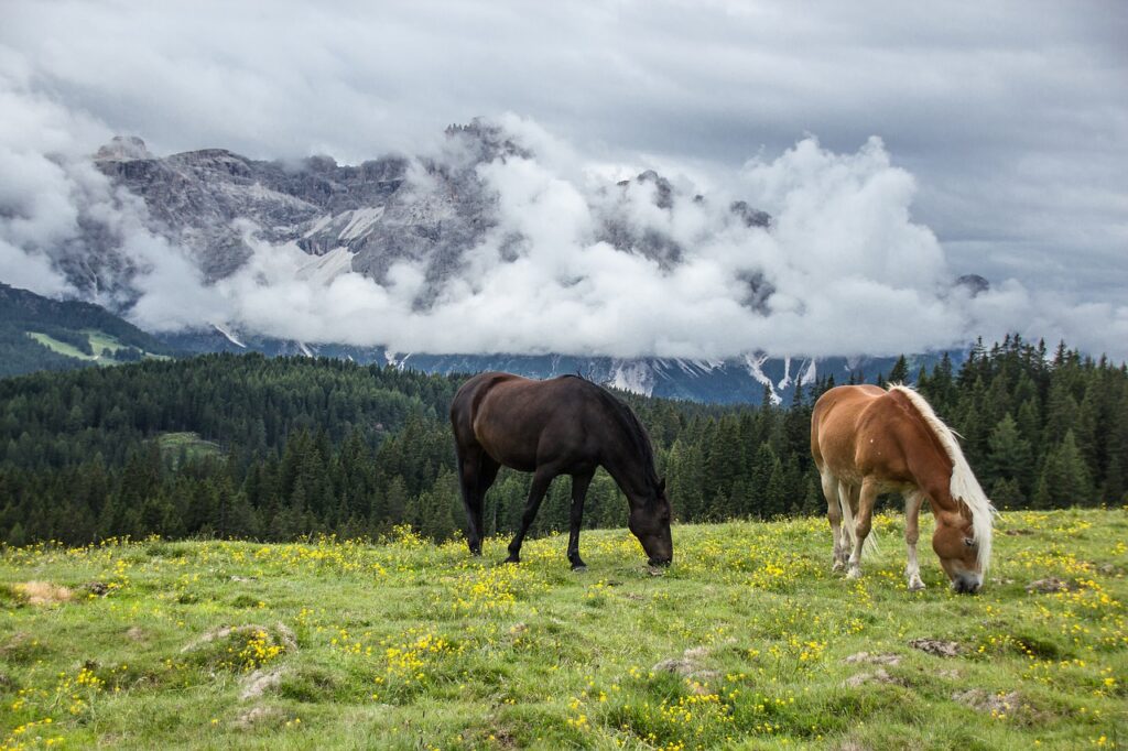 Horse Meaning In Dreams And Interpretation