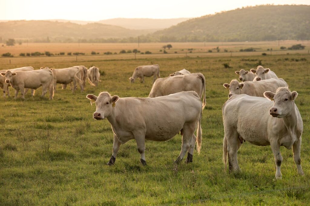 Cow Dream Meaning