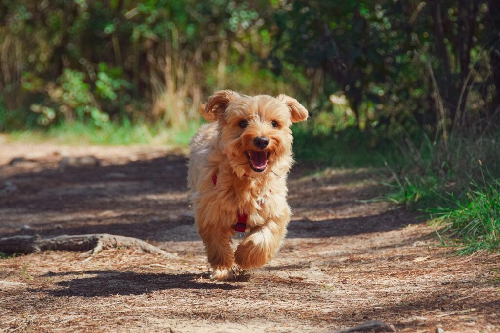 Dog Dream Meaning